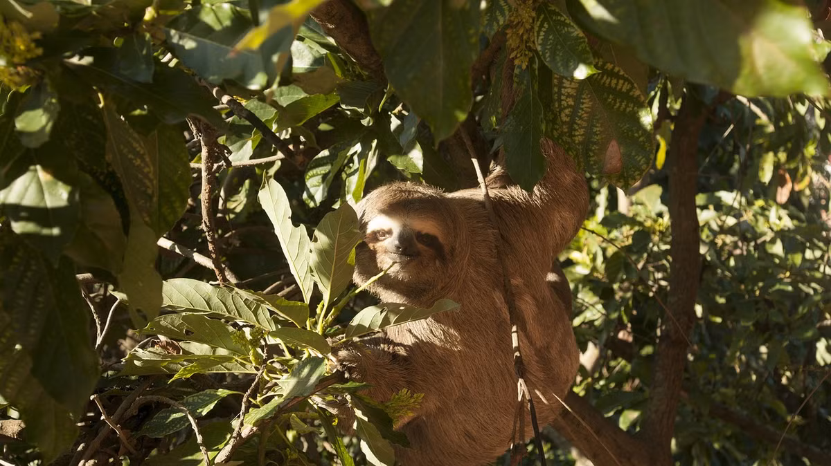 Dù có vẻ lười biếng, con lười đã tồn tại trên Trái đất tới 64 triệu năm, chứng tỏ sự tiến hóa thông minh và thích nghi đặc biệt với môi trường sống khắc nghiệt của chúng.(Ảnh: Pixabay)