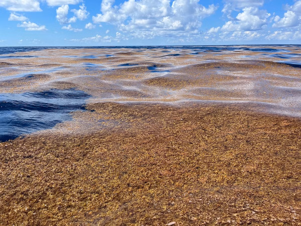 Biển Sargasso, được đặt tên theo loài tảo này, là ví dụ điển hình về tầm quan trọng sinh thái của chúng.(Ảnh: Sea Education Association)