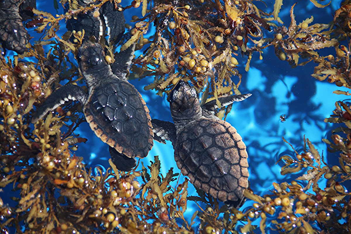 Tảo Sargassum tạo môi trường sống cho nhiều loài sinh vật biển như rùa, cua, cá và chim. Đặc biệt, cá chình châu Âu và cá voi di cư qua đây trong hành trình vượt đại dương.(Ảnh: Turtle Island Restoration Networ)