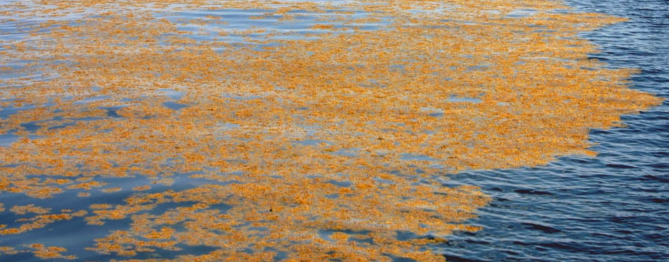 Tảo Sargassum là một phần không thể thiếu của hệ sinh thái đại dương, cung cấp nơi sống và thức ăn cho nhiều loài sinh vật. Tuy nhiên, sự phát triển quá mức của chúng có thể gây hại đến môi trường biển và con người. Việc quản lý và kiểm soát tảo Sargassum là cần thiết để duy trì cân bằng sinh thái và bảo vệ môi trường biển.(Ảnh: NOAA CoastWatch)