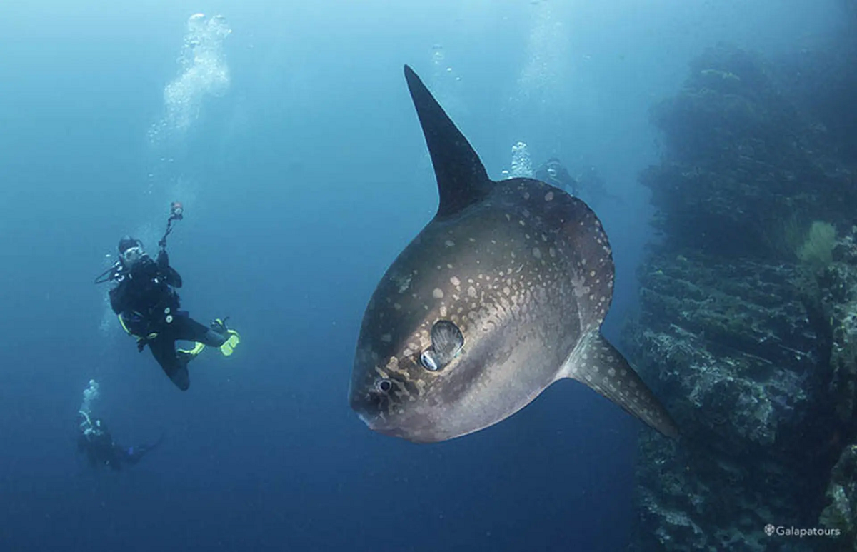 Cá mặt trăng chủ yếu ăn sứa và các động vật không xương sống biển khác. Một con cá mặt trăng cái có thể đẻ tới 300 triệu trứng.(Ảnh: Galapatours)