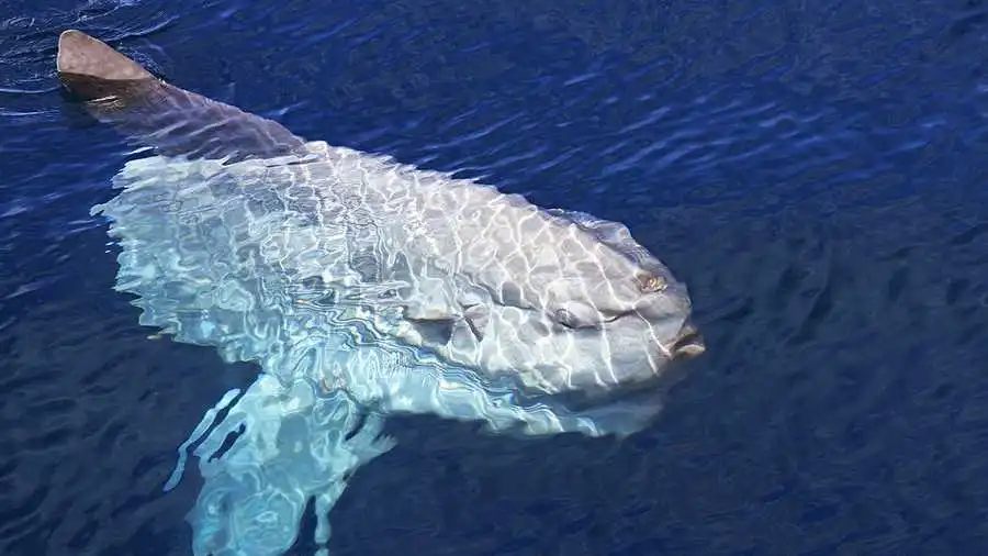 Chúng được xếp vào danh Sách Đỏ và cần được bảo vệ cấp thiết tại Việt Nam, với việc cấm hoàn toàn các hoạt động đánh bắt và khai thác.(Ảnh: Dana Wharf Sportfishing &amp; Whale Watching)