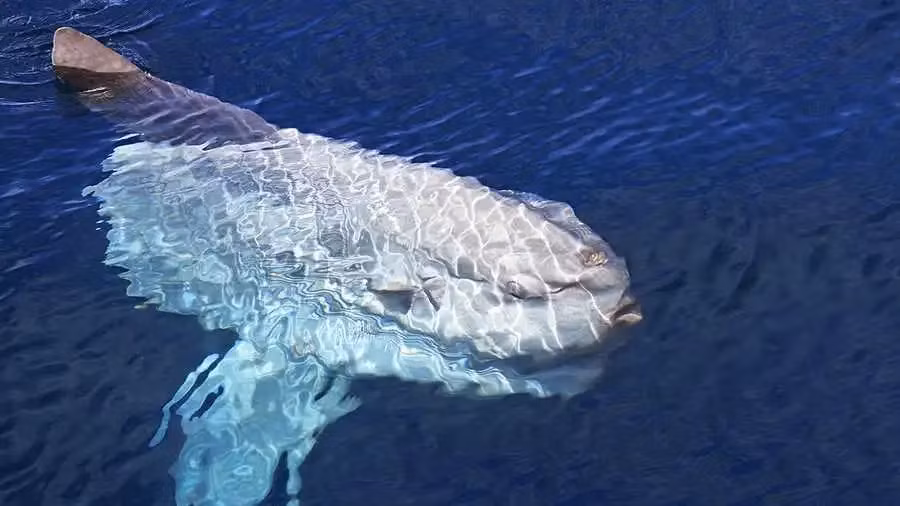 Chúng được xếp vào danh Sách Đỏ và cần được bảo vệ cấp thiết tại Việt Nam, với việc cấm hoàn toàn các hoạt động đánh bắt và khai thác.(Ảnh: Dana Wharf Sportfishing &amp; Whale Watching)