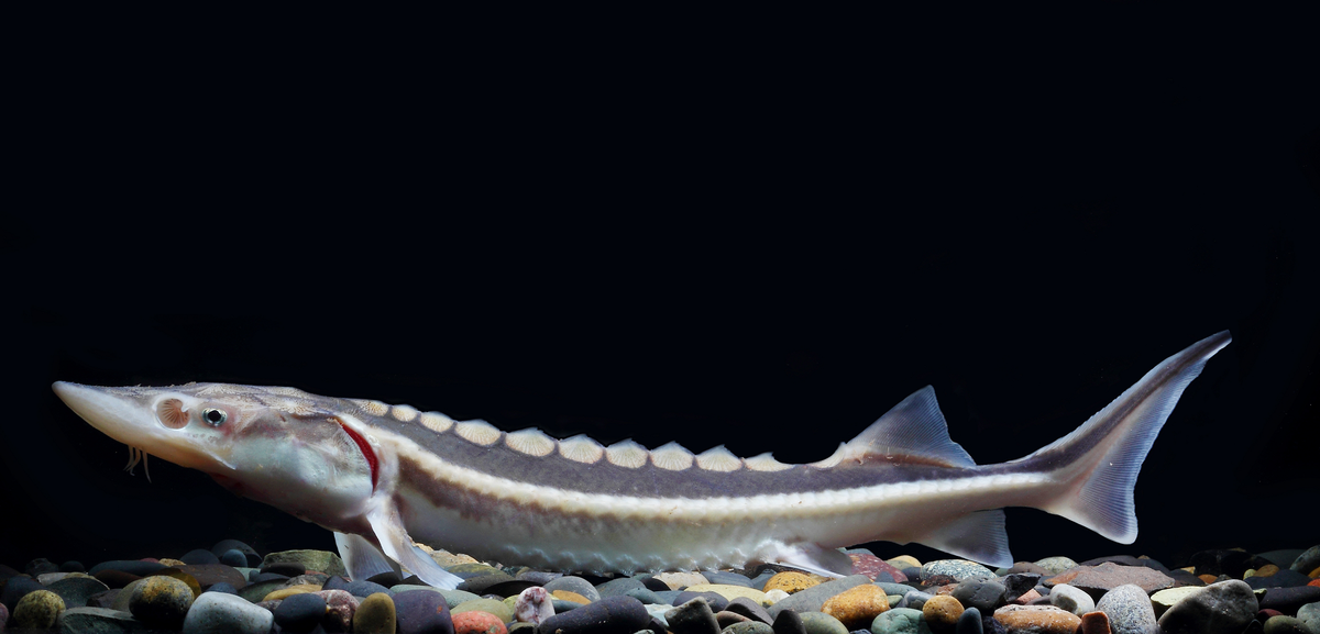 Cá tầm sông Dương Tử (Acipenser dabryanus), một loài cá đặc hữu của Trung Quốc, đã rơi vào tình trạng tuyệt chủng hoàn toàn trong tự nhiên do ảnh hưởng của con đập Tam Hiệp và các hoạt động khai thác quá mức. (Ảnh: Thumbnails Summary)