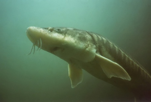 Tuy nhiên, sự suy giảm môi trường sống và khai thác quá mức đã đẩy loài cá này vào nguy cơ tuyệt chủng.(Ảnh: IUCN Red List of Threatened Species)