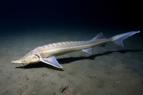 Trước đây, cá tầm sông Dương Tử sống chủ yếu ở lưu vực sông Dương Tử và các nhánh chính của sông.(Ảnh: iNaturalist)