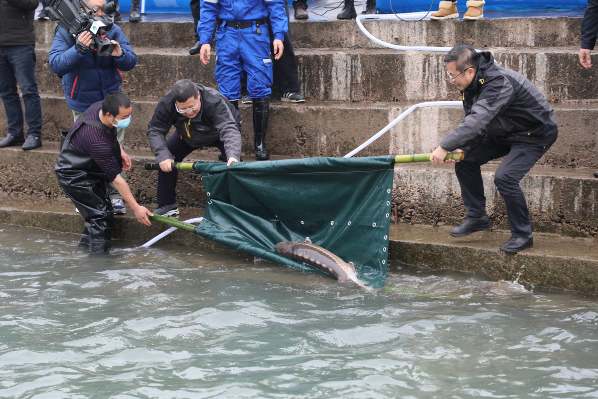 Tuy nhiên, việc nuôi nhốt cá tầm đã mở ra ngành thủy sản sinh lời lớn cho Trung Quốc, trở thành nhà sản xuất và xuất khẩu trứng cá muối quan trọng nhất thế giới.(Ảnh: World Sturgeon Conservation Society)