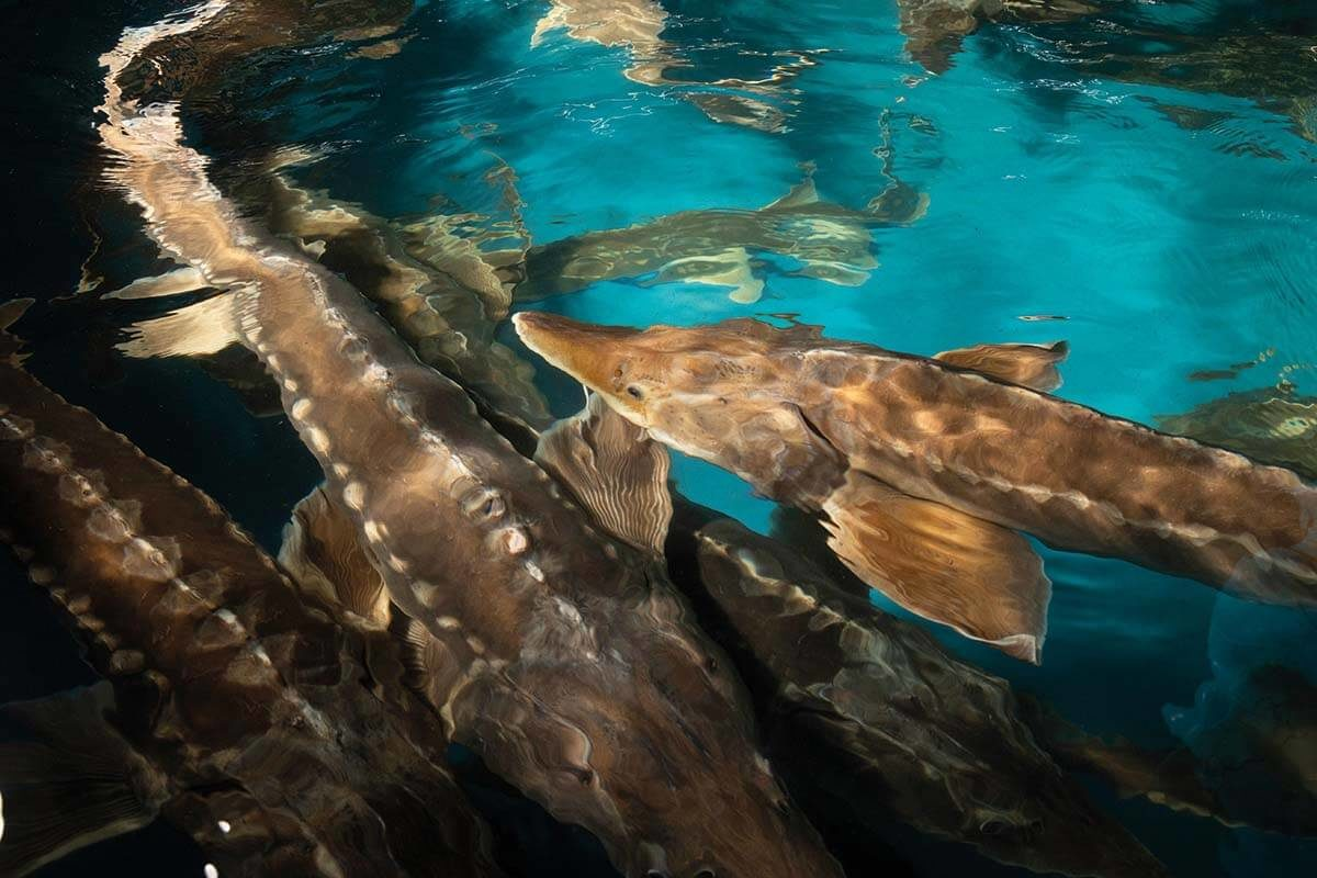 Tuy nhiên, nếu không quản lý bền vững và thực hiện các cam kết bảo tồn, tình trạng mất mát thiên nhiên sẽ ngày càng nghiêm trọng.(Ảnh: CAFEF)