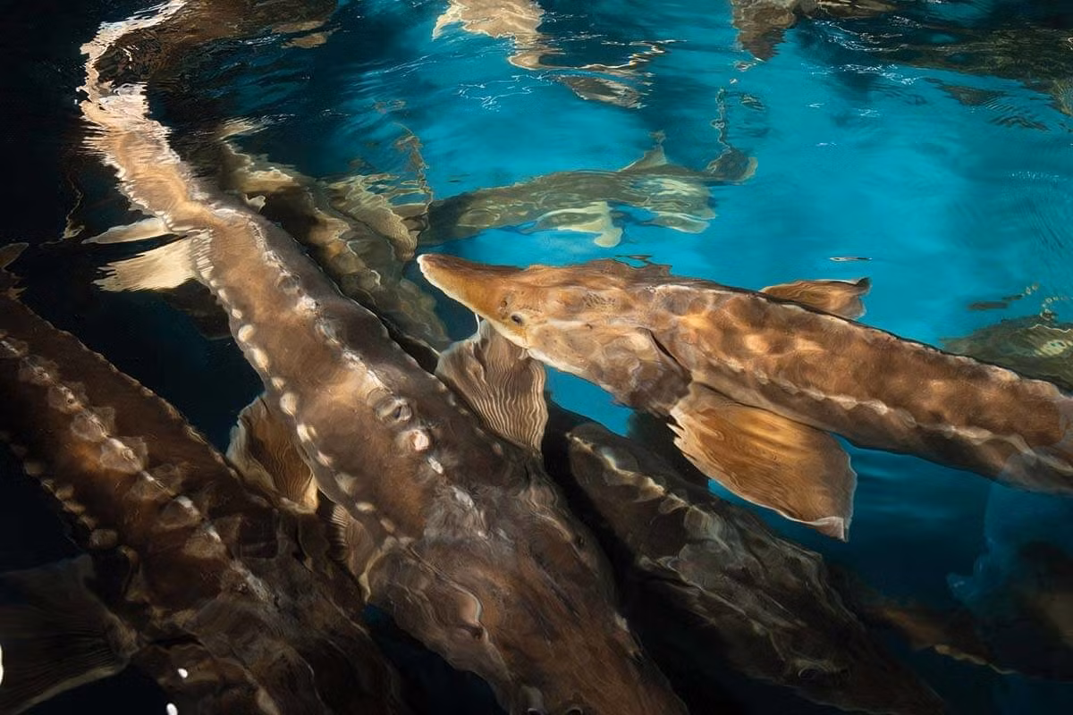 Tuy nhiên, nếu không quản lý bền vững và thực hiện các cam kết bảo tồn, tình trạng mất mát thiên nhiên sẽ ngày càng nghiêm trọng.(Ảnh: CAFEF)