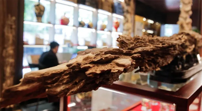 Khối gỗ trầm hương có giá trị kinh tế rất cao. Một ví dụ điển hình là khối gỗ trầm tốc bông nặng hơn 8 kg, có hình dáng giống "thanh bảo kiếm," được chào giá lên tới 1 tỷ đồng tại một cơ sở kinh doanh trầm hương ở Hà Nội vào năm 2022. Khối trầm này được khai thác tại vùng Phước Sơn, Quảng Nam, với tính trầm lên tới gần 100 năm, là một tác phẩm 'có một không hai' trên thị trường.(Ảnh: DNVN)