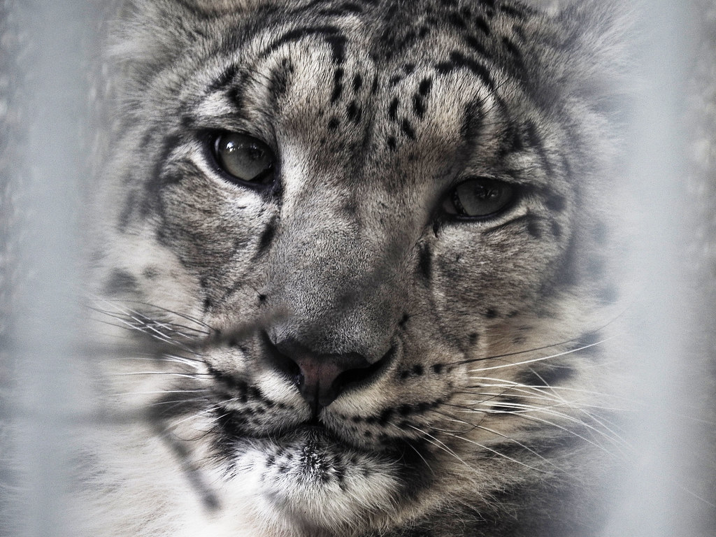 Nhiều tổ chức quốc tế và địa phương đang nỗ lực bảo tồn báo tuyết qua các chương trình bảo vệ môi trường sống và tăng cường ý thức cộng đồng. Các dự án nghiên cứu, giám sát và bảo tồn báo tuyết không chỉ giúp duy trì quần thể loài mà còn bảo vệ hệ sinh thái núi cao. Việc giáo dục và hỗ trợ người dân địa phương trong việc bảo vệ gia súc cũng là một phần quan trọng của nỗ lực bảo tồn.(Ảnh: Flickr)