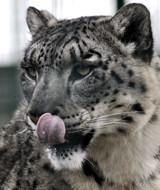 Báo tuyết là loài săn mồi đơn độc và thường hoạt động vào ban đêm. Thức ăn của chúng bao gồm các loài động vật có móng lớn như dê núi, cừu núi, và thậm chí cả thỏ rừng và chim. Với khả năng nhảy xa tới 15 mét, báo tuyết có thể tấn công con mồi một cách bất ngờ và hiệu quả.(Ảnh: Flickr)