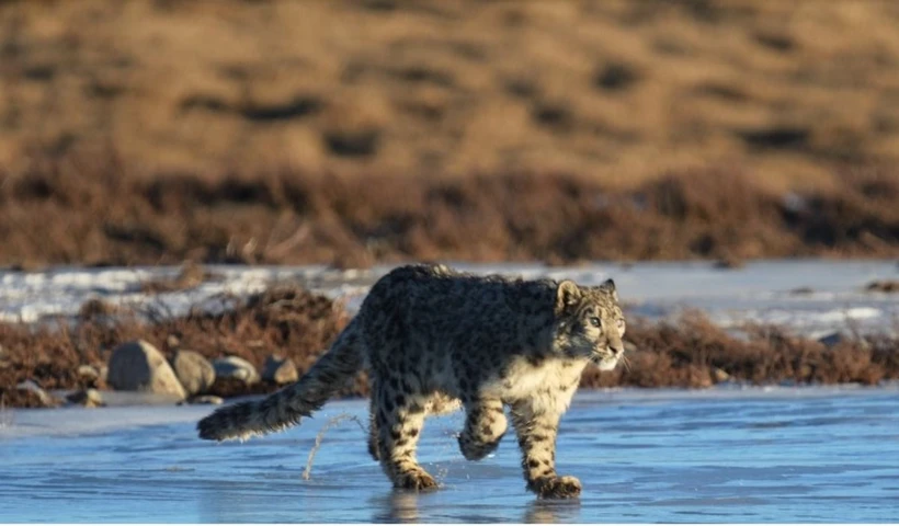 Đây là lần hiếm hoi loài báo tuyết xuất hiện ở tỉnh này. Báo tuyết, loài vật thuộc nhóm bảo vệ hạng A của Trung Quốc, thường sinh sống ở độ cao lớn và khó bị bắt gặp trong môi trường tự nhiên. Việc phát hiện này không chỉ xác nhận sự hiện diện của báo tuyết tại Vân Nam mà còn cho thấy khu vực Tam Giang Tịnh Lưu là môi trường sống quan trọng của chúng. (Ảnh: People's Daily)