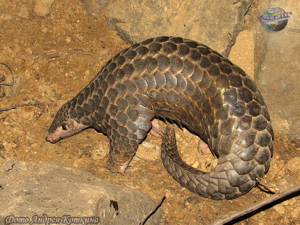 Nhiều tổ chức bảo tồn quốc tế và địa phương đang nỗ lực bảo vệ tê tê vàng. Các chương trình bảo tồn bao gồm việc xây dựng các khu bảo tồn, tăng cường kiểm soát và ngăn chặn hoạt động buôn bán trái phép, cũng như nâng cao nhận thức cộng đồng về việc bảo vệ loài tê tê.(Ảnh: Zoogalaxy)