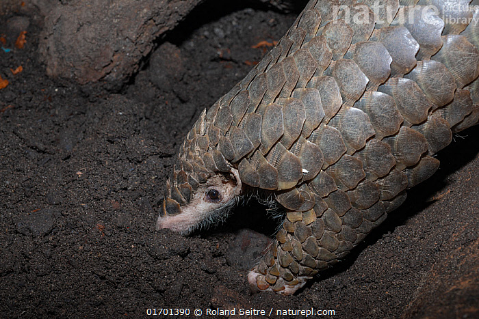 Tại Việt Nam, Trung tâm Bảo tồn Động vật hoang dã tại Vườn quốc gia Cúc Phương là một trong những đơn vị tiên phong trong việc cứu hộ và phục hồi tê tê. Các cá thể tê tê bị buôn bán trái phép khi được phát hiện sẽ được đưa về trung tâm để chăm sóc, phục hồi sức khỏe và tái thả về tự nhiên khi điều kiện cho phép.(Ảnh: naturepl)