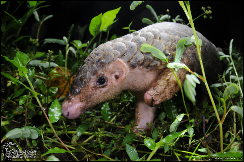 Tê tê vàng đang đối mặt với nhiều nguy cơ nghiêm trọng từ việc mất môi trường sống và hoạt động săn bắt, buôn bán trái phép. Lớp vảy của chúng được sử dụng trong y học cổ truyền và làm đồ trang sức, dẫn đến tình trạng săn bắt tràn lan. Mỗi năm, hàng chục nghìn cá thể tê tê bị săn bắn từ tự nhiên và buôn bán trái phép, đẩy loài này đến bờ vực tuyệt chủng.(Ảnh: DNA Zoo)