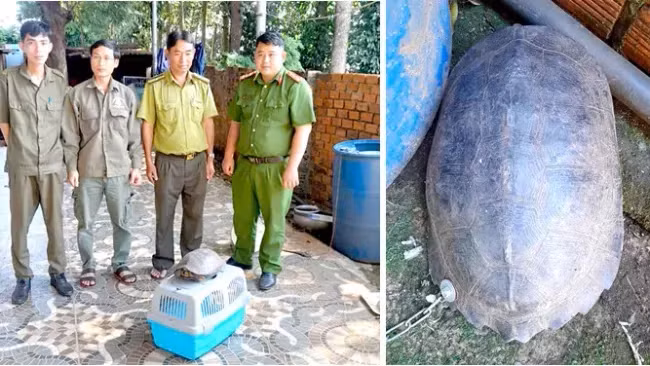 Công an xã Phú Nghĩa đã phối hợp với Hạt Kiểm lâm liên huyện, thị xã Bù Gia Mập - Phước Long và Ban Quản lý Vườn quốc gia Bù Gia Mập để tiếp nhận và thả cá thể rùa đất về môi trường tự nhiên. Đây là hành động góp phần bảo tồn loài rùa đất, một loài động vật có nguy cơ tuyệt chủng, cần được bảo vệ nghiêm ngặt. (Ảnh: VTV)