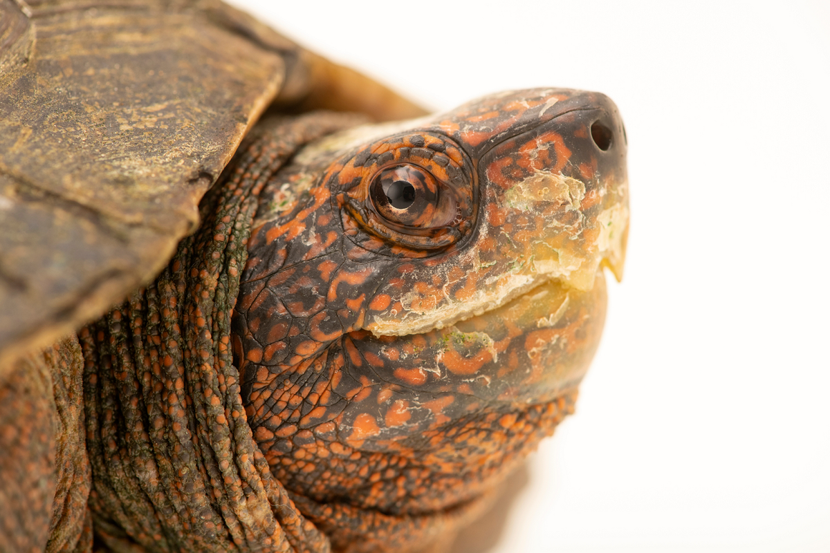 Loài rùa này rất hiền lành, không cắn và có thể nuôi chung với các loài rùa khác. Tuy nhiên, do chúng tham ăn, cần để ý tránh tình trạng đè lên rùa khác để giành ăn.(Ảnh:Joel Sartore)