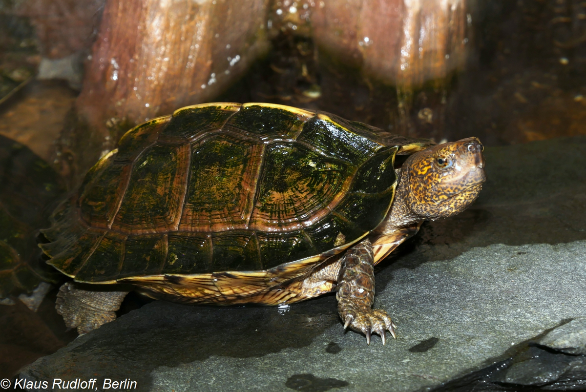Rùa đất lớn chấp nhận gần như hầu hết các loại thức ăn mà chủ nuôi cho ăn. Khi nuôi, nên kết hợp trái cây chín và thức ăn động vật để rùa khỏe mạnh và phát triển tốt.(Ảnh:BioLib)