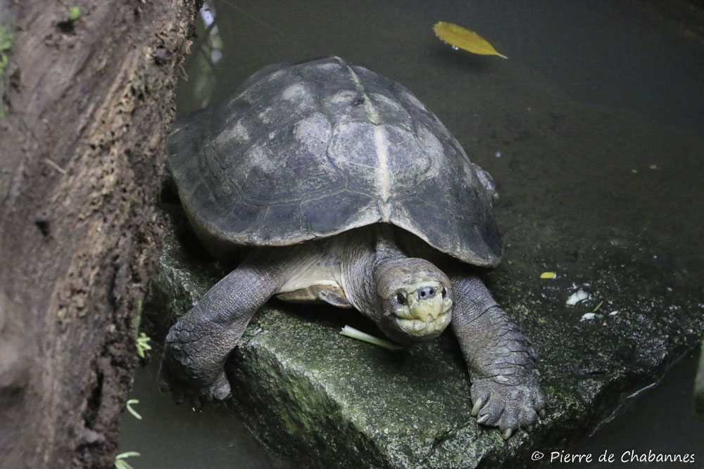 Chuồng nuôi rùa đất lớn phải có 2 khu riêng biệt là cạn và nước. Nước phải thay thường xuyên để tránh bệnh tật. Rùa ăn nhiều và tiêu hóa khỏe, nên phải dọn dẹp để tránh bốc mùi.(Ảnh:Pierre Wildlife)