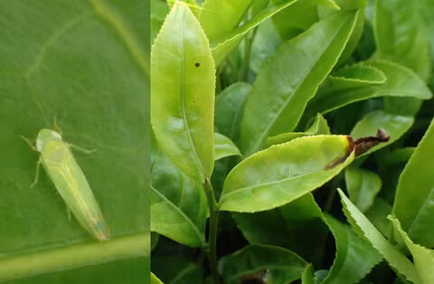 Loại trà này sau đó được thương nhân John Dodd mang về Anh quốc và giới thiệu cho Hoàng gia Anh, được đặt tên là "Đông Phương Mỹ Nhân" bởi Nữ hoàng Elizabeth II vì vẻ đẹp và hương thơm quyến rũ của nó.(Ảnh: Wiley Online Library)