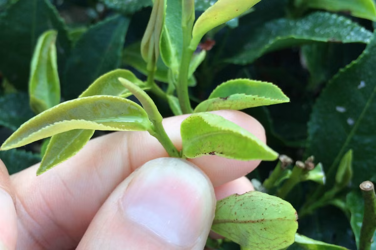 Loại trà này được sản xuất từ những búp chè bị một loài rầy xanh đặc biệt cắn phá, và điều kỳ diệu là sau khi bị cắn, lá chè này tỏa ra mùi hương thơm dịu, trở thành một loại trà quý hiếm được ưa chuộng.(Ảnh: Tea Epicure)