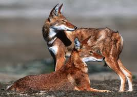 Bệnh dại và virus gây phiền nhiễu chó (CDV) đã gây tổn thất lớn cho quần thể sói, đặc biệt tại dãy núi Bale, nơi tập trung số lượng sói Ethiopia lớn nhất. Sự thu hẹp môi trường sống do hoạt động nông nghiệp đã đẩy sói vào các vùng đất cô lập, hạn chế khả năng tiếp cận nguồn thức ăn.(Ảnh: Reddit)