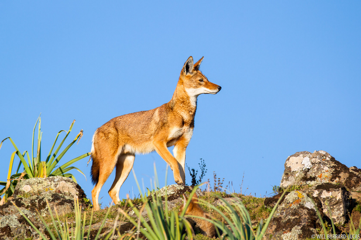 Chúng thích nghi với chế độ ăn dựa vào các loài gặm nhấm, trong đó chuột chũi khổng lồ là nguồn thức ăn chính.(Ảnh: Will Burrard-Lucas)