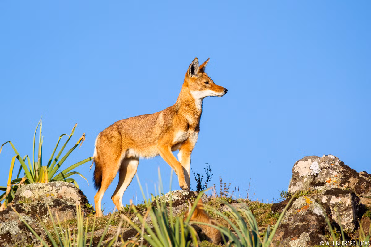 Chúng thích nghi với chế độ ăn dựa vào các loài gặm nhấm, trong đó chuột chũi khổng lồ là nguồn thức ăn chính.(Ảnh: Will Burrard-Lucas)