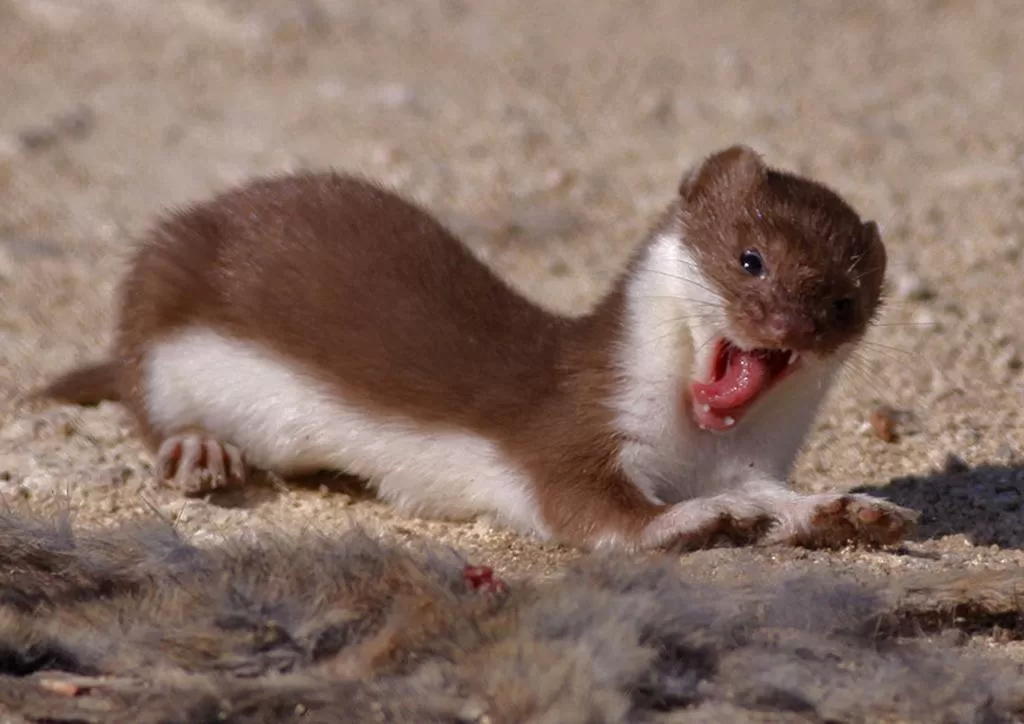 Triết bụng trắng chủ yếu ăn chuột, nhưng cũng ăn cả chim nhỏ, nhện và côn trùng. (Ảnh: Wildside Holidays)