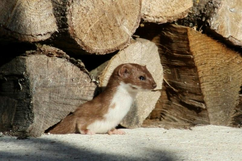 Điều đặc biệt là triết bụng trắng thường ăn não chuột trước tiên để hấp thụ nhiều chất dinh dưỡng hơn, sau đó mới tới phần mỡ. Nếu no, chúng sẽ kéo phần còn lại vào hang để dự trữ. Mặc dù hang đầy thức ăn, triết bụng trắng vẫn không ngừng săn đuổi, trở thành nỗi kinh hoàng của chuột rừng. (Ảnh: Observation.org)