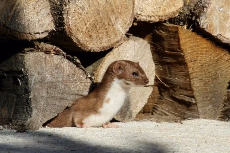 Điều đặc biệt là triết bụng trắng thường ăn não chuột trước tiên để hấp thụ nhiều chất dinh dưỡng hơn, sau đó mới tới phần mỡ. Nếu no, chúng sẽ kéo phần còn lại vào hang để dự trữ. Mặc dù hang đầy thức ăn, triết bụng trắng vẫn không ngừng săn đuổi, trở thành nỗi kinh hoàng của chuột rừng. (Ảnh: Observation.org)