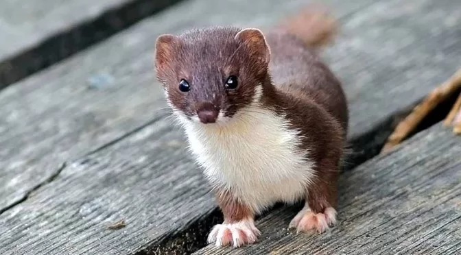 Sau hai ngày chờ đợi bên ngoài hang động, họ đã phát hiện ra thủ phạm: một con triết bụng trắng hoang dã hiếm gặp, dài chưa đầy 20cm, nhưng đầy sức mạnh và tàn bạo. (Ảnh: Wildside Holidays)