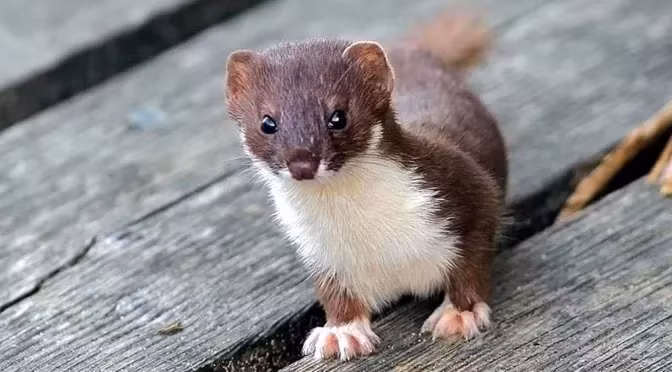 Sau hai ngày chờ đợi bên ngoài hang động, họ đã phát hiện ra thủ phạm: một con triết bụng trắng hoang dã hiếm gặp, dài chưa đầy 20cm, nhưng đầy sức mạnh và tàn bạo. (Ảnh: Wildside Holidays)