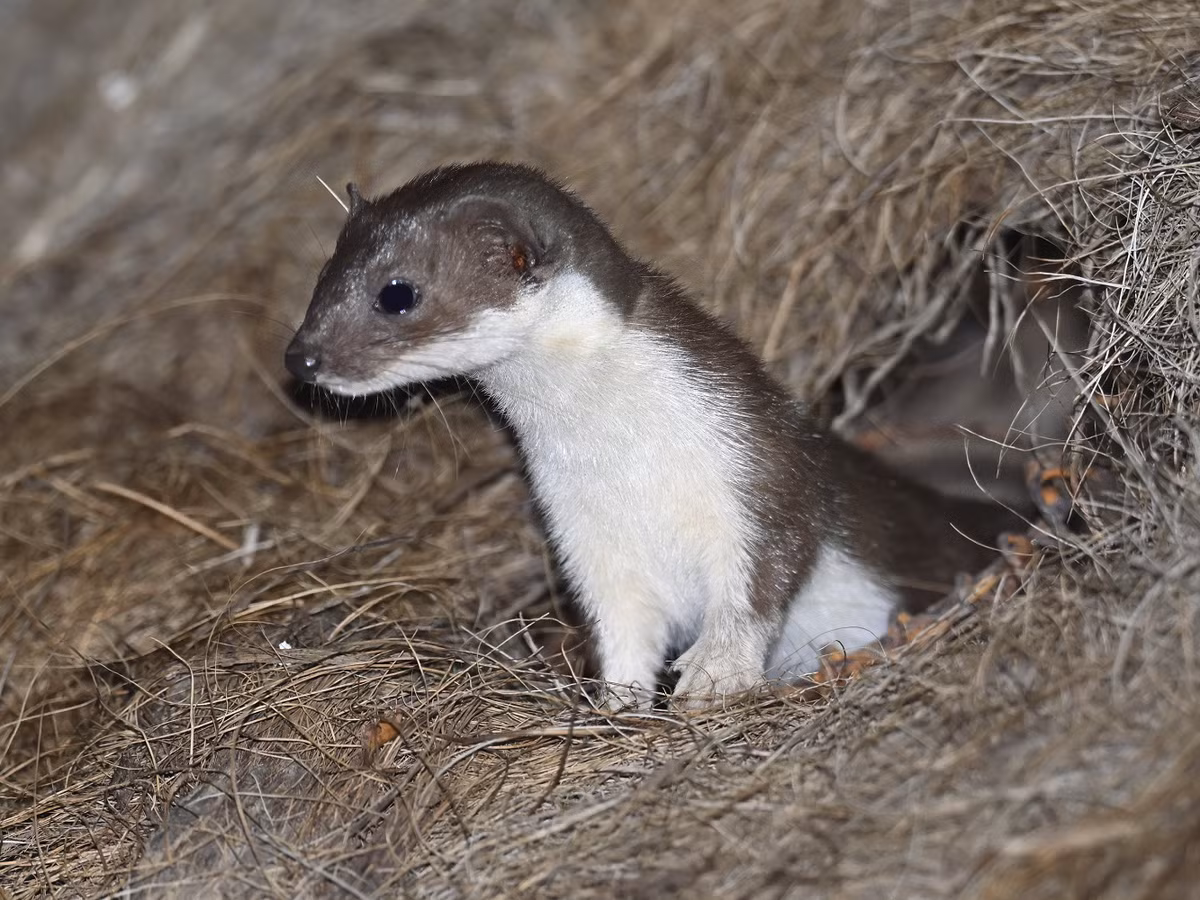 Chúng cần tiêu thụ lượng thức ăn bằng 40% trọng lượng cơ thể mỗi ngày để duy trì năng lượng, nếu thiếu thức ăn có thể chết đói. Trong một năm, chúng có thể tiêu diệt hơn 3.000 con chuột. (Ảnh: Wildlife Photography Journey)