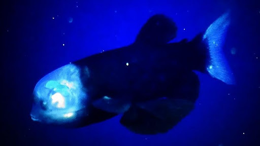 Nghiên cứu năm 2008 đã phát hiện Macropinna microstoma có thể xoay mắt từ trên xuống trước mặt, giúp chúng nhắm mục tiêu chính xác khi săn mồi. (Ảnh: France-animaux.org)