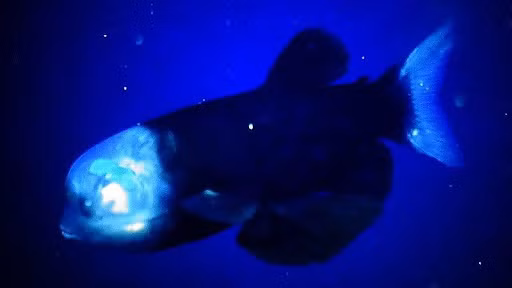 Nghiên cứu năm 2008 đã phát hiện Macropinna microstoma có thể xoay mắt từ trên xuống trước mặt, giúp chúng nhắm mục tiêu chính xác khi săn mồi. (Ảnh: France-animaux.org)