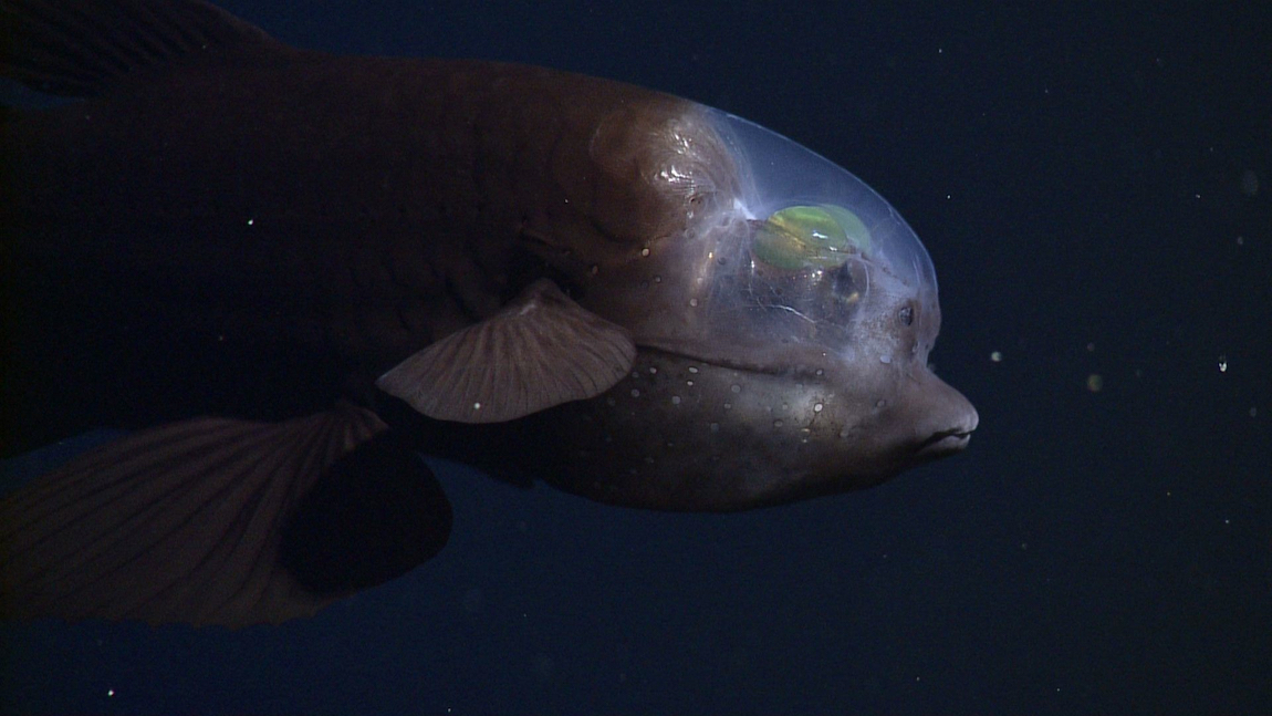 Cá mắt thùng minh chứng cho sự đa dạng và khả năng thích nghi của sinh vật biển sâu. Dù đã có nhiều tiến bộ trong nghiên cứu đại dương nhưng phần lớn thế giới dưới nước vẫn còn là bí ẩn chờ đợi khám phá. (Ảnh: Tumblr)