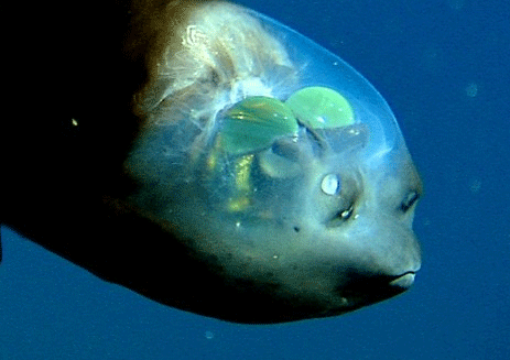 Loài nổi tiếng nhất trong nhóm này là Macropinna microstoma, sống ở độ sâu 600–800 mét. (Ảnh: National Marine Sanctuary Foundation)