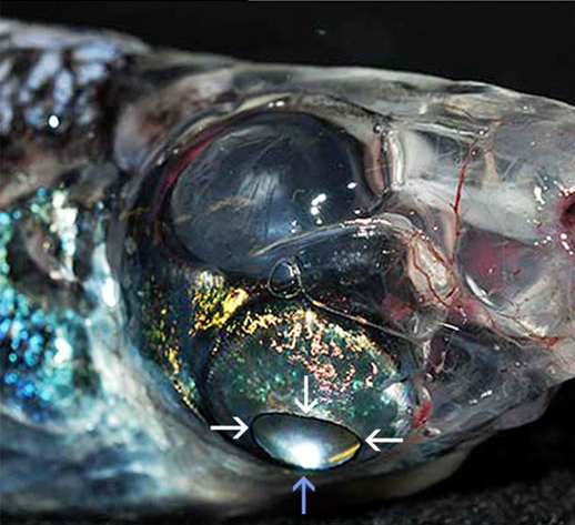 Đầu trong suốt của chúng hoạt động như một "mũ bảo hiểm" bảo vệ mắt khỏi các vết chích độc hại từ sinh vật biển khác. (Ảnh: Fishes of Australia)