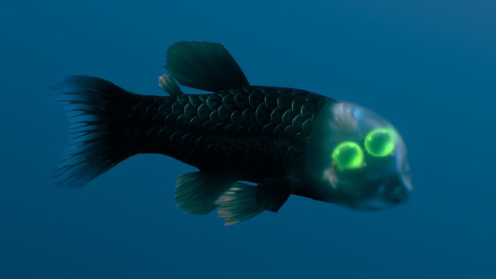 Cá mắt thùng (Opisthoproctidae), còn được gọi là cá ma quái, là một nhóm cá biển sâu với đặc điểm nổi bật là đôi mắt hình ống lớn nhô ra từ cái đầu trong suốt chứa đầy chất lỏng. (Ảnh: Sketchfab)