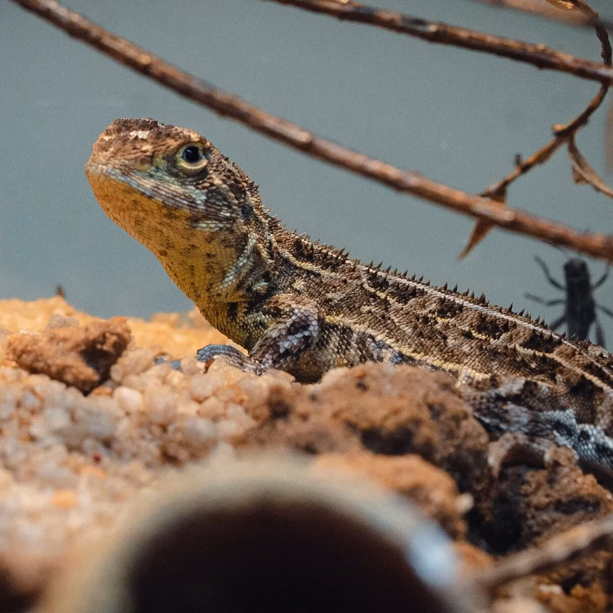 Vào tháng 1/2023, hai nhà sinh thái học Emi Arnold và Pat Monarch trong một chuyến kiểm tra môi trường sống nhân tạo tại Bacchus Marsh, phía tây Melbourne, Úc, đã phát hiện ra một sinh vật nhỏ kỳ lạ bên dưới những viên gạch đất nung. Sự ngạc nhiên của họ đã dẫn đến việc phát hiện ra một cá thể của loài rồng không tai - loài mà nhiều người đã cho rằng đã tuyệt chủng kể từ lần cuối được nhìn thấy vào năm 1969. (Ảnh:The Guardian)