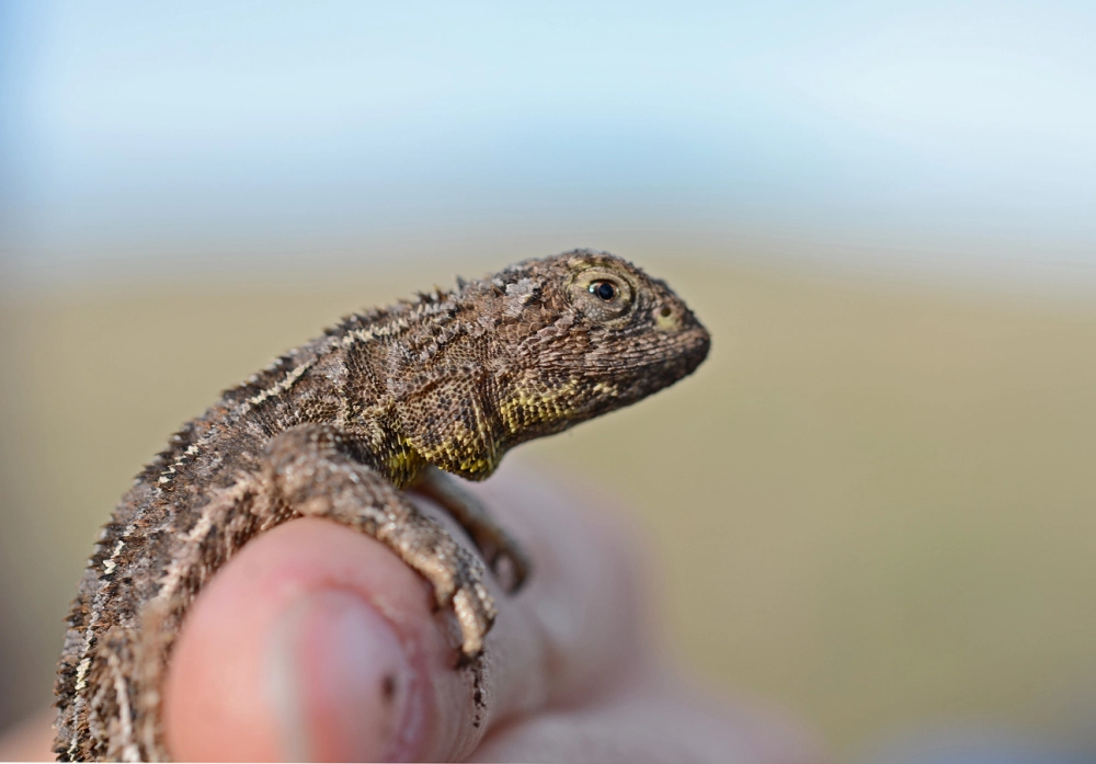 Chương trình tái sinh không chỉ dừng lại ở việc bảo vệ loài rồng không tai mà còn mở ra hi vọng cho việc tìm kiếm và bảo tồn các loài động vật khác đang có nguy cơ tuyệt chủng tại châu Úc. Việc huấn luyện đội chó nghiệp vụ để tìm kiếm các cá thể rồng không tai khác là một phần của nỗ lực này.(Ảnh:WildlifeSNPits)