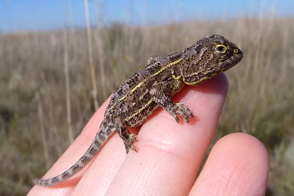 Rồng không tai, với danh pháp khoa học Tympanocryptis pinguicolla, là một trong bốn loài thuộc chi Tympanocryptis. Sinh vật này dài khoảng 15 cm, sống trong các bãi cỏ thấp và không có lỗ tai bên ngoài, điều này làm nên cái tên "rồng không tai". (Ảnh:Environment, Planning and Sustainable Development Directorate - ACT Government)