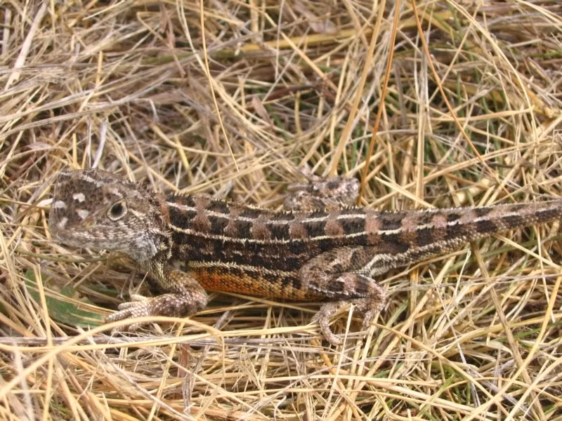 Câu chuyện về loài rồng không tai Tympanocryptis pinguicolla là một minh chứng cho thấy sự sống luôn tồn tại những điều kỳ diệu mà con người chưa khám phá hết. Đó cũng là lời nhắc nhở về tầm quan trọng của việc bảo tồn và bảo vệ những môi trường sống quý giá trên hành tinh của chúng ta. (Ảnh:Canberra Nature Map)