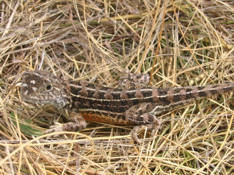 Câu chuyện về loài rồng không tai Tympanocryptis pinguicolla là một minh chứng cho thấy sự sống luôn tồn tại những điều kỳ diệu mà con người chưa khám phá hết. Đó cũng là lời nhắc nhở về tầm quan trọng của việc bảo tồn và bảo vệ những môi trường sống quý giá trên hành tinh của chúng ta. (Ảnh:Canberra Nature Map)