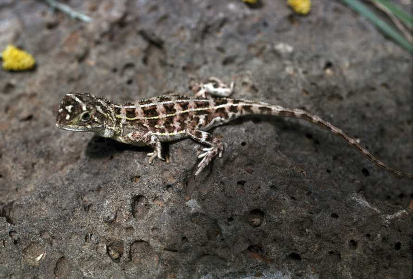 Việc tái phát hiện loài này không chỉ là một tin vui cho giới khoa học mà còn là một lời nhắc nhở về tầm quan trọng của bảo tồn môi trường sống tự nhiên.(Ảnh:ResearchGate)