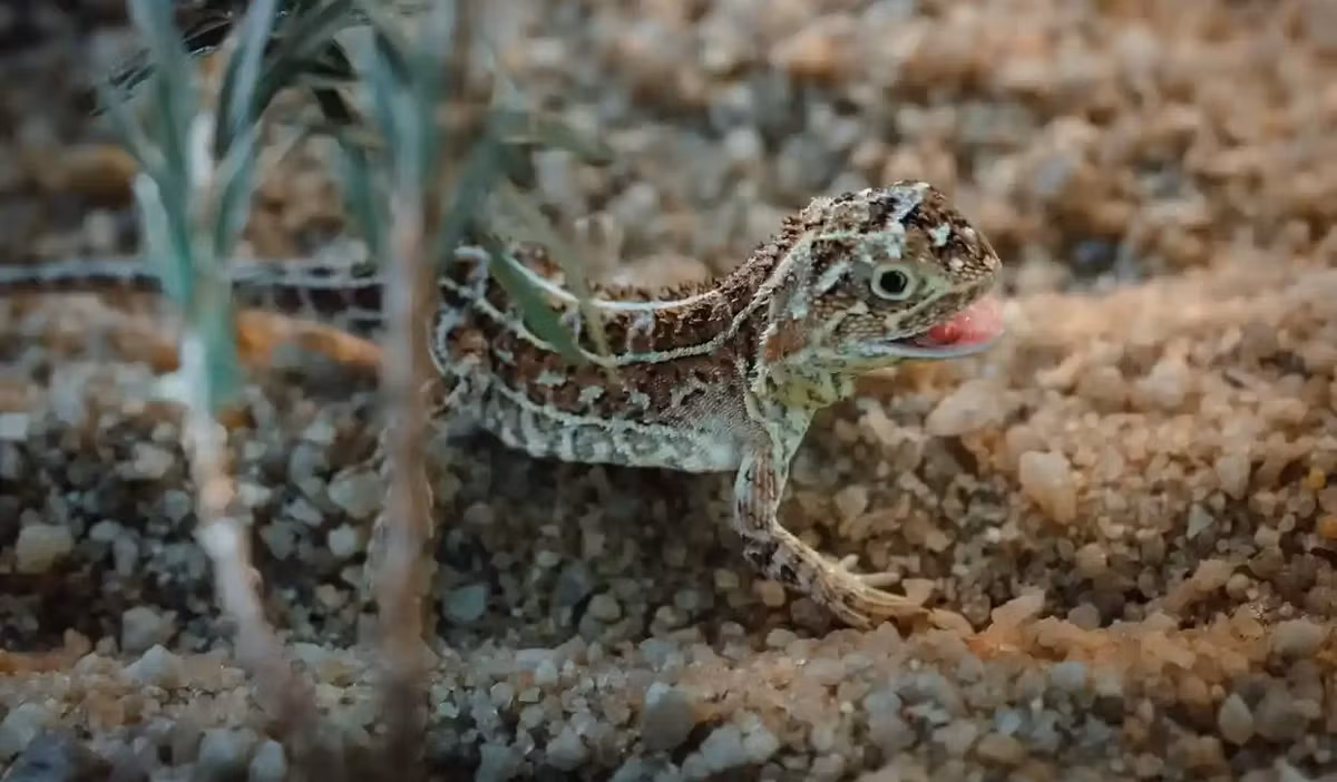 Garry Peterson, Tổng Giám đốc phụ trách các loài bị đe dọa của Vườn thú Victoria, đã chia sẻ: "Đây là điểm nhấn trong sự nghiệp khi một loài động vật tưởng chừng đã tuyệt chủng lại xuất hiện trở lại. Điều này thật đáng kinh ngạc vì có thể tôi sẽ không bao giờ có thể trải nghiệm được cảm giác như vậy nữa".(Ảnh:Good News Network)