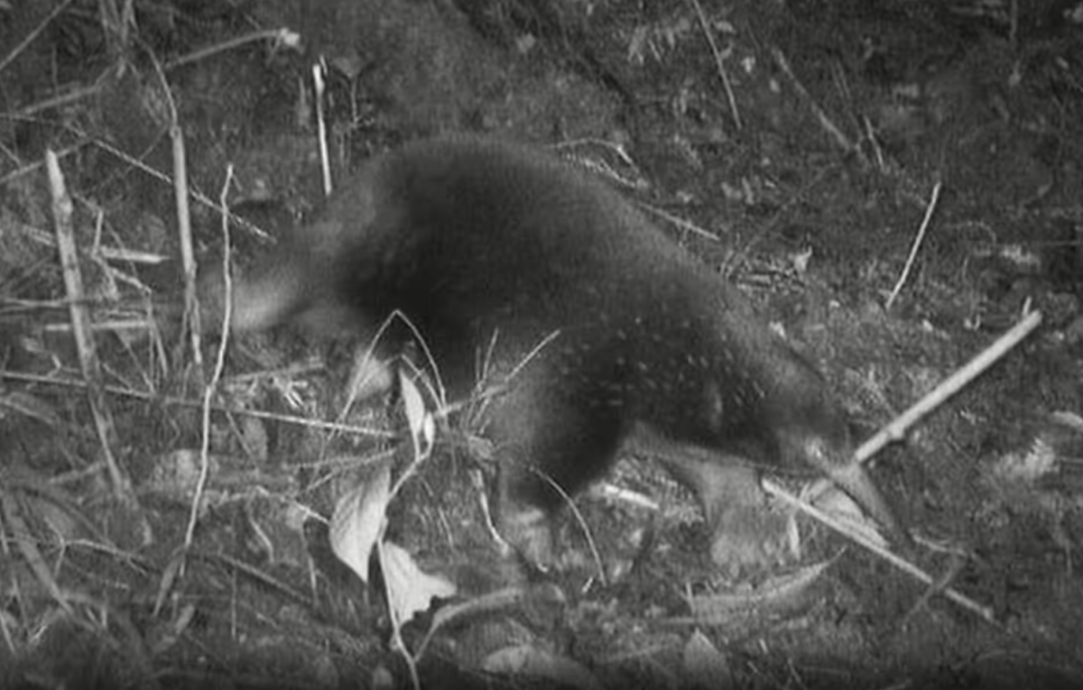 Ngoài sự kiên trì và quyết tâm, các nhà khoa học còn nhận được sự hỗ trợ đắc lực từ người dân địa phương và sử dụng hơn 80 máy quay theo dõi. Tuy nhiên, suốt 4 tuần trong rừng, họ vẫn không tìm thấy gì. Chỉ đến ngày cuối cùng của cuộc thám hiểm, khi kiểm tra chiếc thẻ nhớ cuối cùng từ các camera, họ mới phát hiện được hình ảnh của sinh vật kỳ lạ này.(Ảnh: CAFEF)