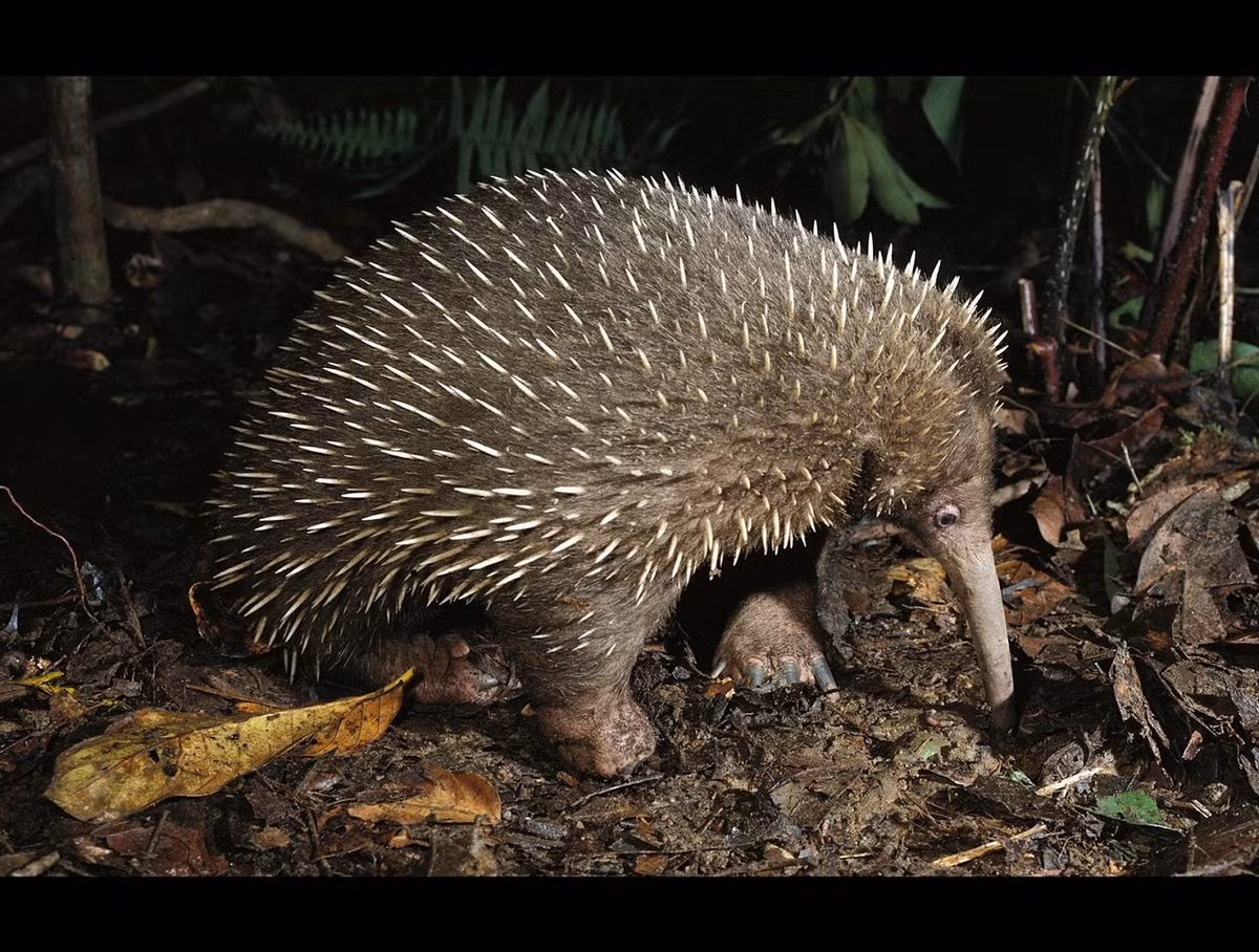 Trong thế giới động vật đầy đa dạng và phong phú, có những loài thú kỳ lạ và bí ẩn đến mức chúng ta chỉ có thể chiêm ngưỡng chúng qua những câu chuyện cổ tích hay các tài liệu khoa học cổ xưa. Thú lông nhím mỏ dài Attenborough (Zaglossus attenboroughi) là một trong những loài vật như vậy. Sau gần 62 năm tưởng chừng đã tuyệt chủng, loài động vật có vú để trứng này bất ngờ được tìm thấy lại ở một nơi gần như chưa ai đặt chân đến. (Ảnh: Species New to Science) 
